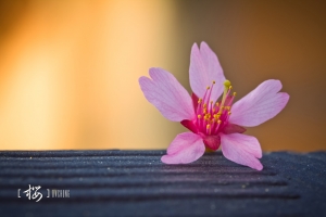 ::: Sakura 2013 櫻 by DV :::