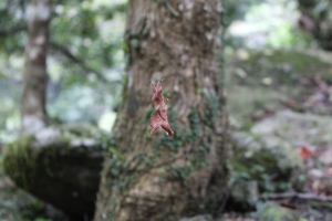 時光凍結ㄉ落葉