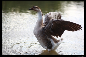 俄製鏡頭 JUPITER-37A 135mm F3.5