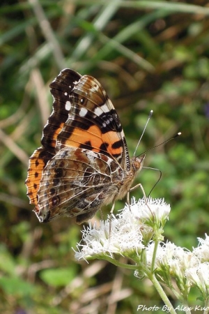 隨身DC也可以拍蝴蝶