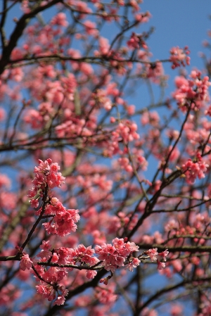 陽明山花季