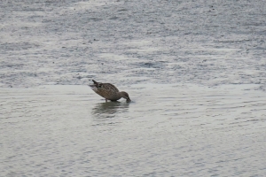 20170130 暖冬水鳥