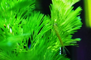 不知名的生物求教!