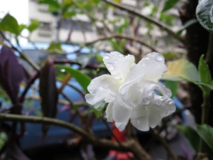 雨後路邊小花