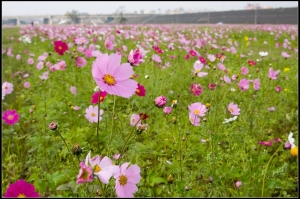 二重疏洪道波斯菊