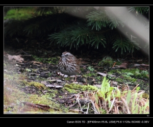 EF 400mm F5.6 鳥7 Song Sparrow (Melospiza melodia)