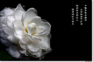 ●●●山茶相對阿誰栽，細雨無人我獨來●●●by雙胞胎爸