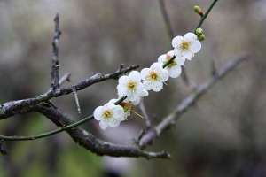 清華大學梅園隨拍-24-105 F4L試鏡解毒照