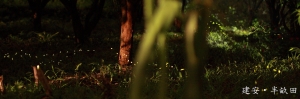 FIREFLY
