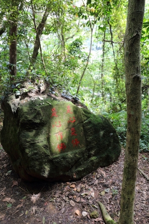 爬山看賞桐花...累