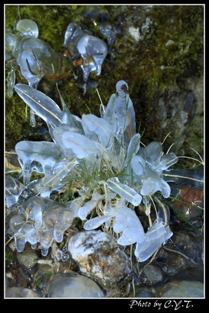 2007福壽楓紅亂拍