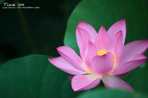 白河│蓮想2009