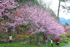 武陵櫻花（二）