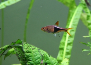 分享一下我可愛的小魚!!