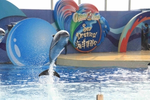 海洋公園~海豚,海獅表演