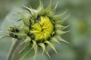 20091121 新社花海