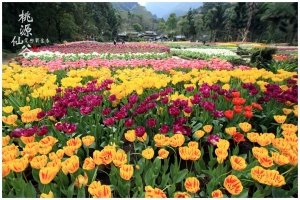 [桃園]桃源仙谷‧愛戀鬱金香(上)