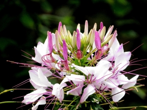 {SX50HS}醉蝶花