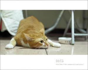 [寵物攝影]1010318-NINI醬