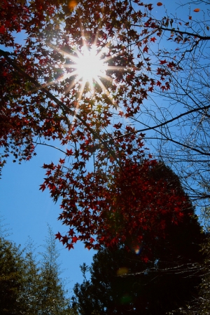 發"楓"亂攝之爆肝行