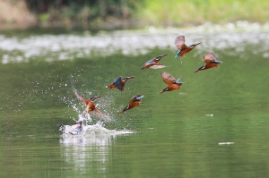 456打鳥記 - 小翠濕背秀