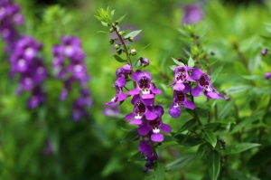 不小心促進經濟成長擁抱了650D+18-135 STM以及40mm F2.8餅乾鏡