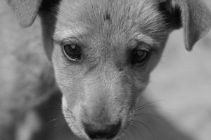 不吃狗肉的水鄉...西塘