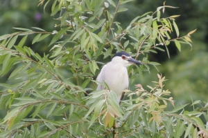 雨中打鳥溼答答