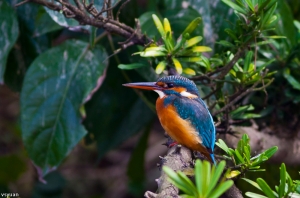 公園裡的鳥-翠鳥