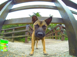 動物拍照時會擺的表情