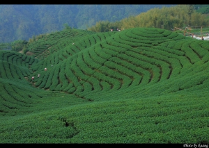 南投竹山八卦茶園