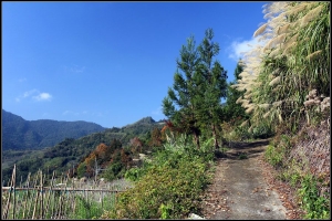 愛戀楓情--尖石秀巒