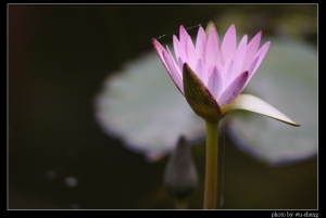 2008生態雜拍(三)