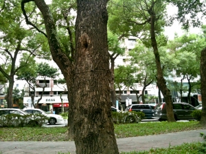 都市叢林裡的微世界