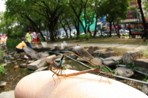 魚眼生態3