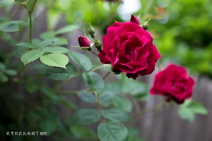 [6D] ::: 我等到花兒也謝了 by DV :::