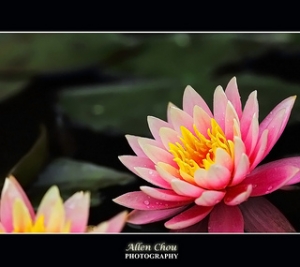 又見蓮花
