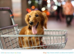 愛迪達小魚!?~佳能小魚?!~ 百變小魚~?!~