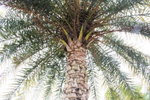 高樹大路觀校外參觀之隨拍