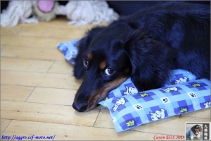 新鏡17-55 F2.8 IS USM入手試拍-我家滴二隻臘腸