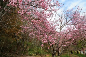 武陵櫻花（一）