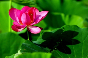 夏之荷