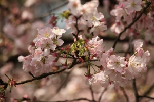 天元宮櫻花季