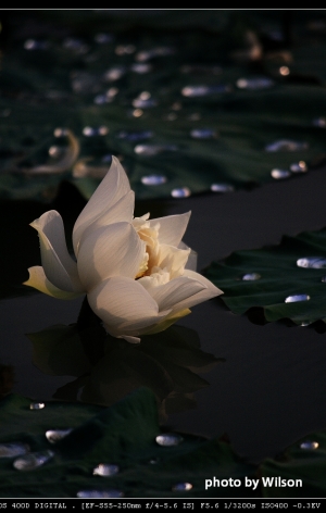 雨荷