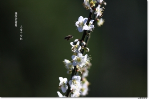 ●●●猶餘雪霜態、未肯十分紅●●●By雙胞胎爸