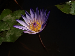 [E-500]小花花兩個