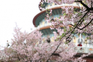 瑞比 - 櫻花雨天元宮