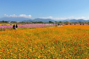 新社花海 ( 人文風景篇  )