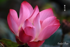 鳥鳴與花的采錄