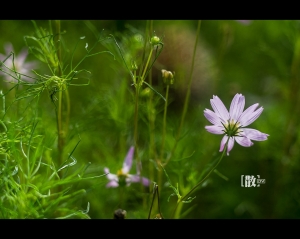 ::: Love Bokeh 散散惹人愛 [二] by DV :::